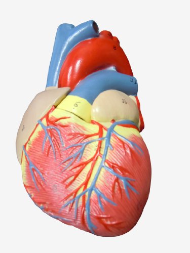 ＭＦＣ 心臓模型 実物大【スタンド付き】 弁 右心房 左心房 右心室 左心室 人体模型